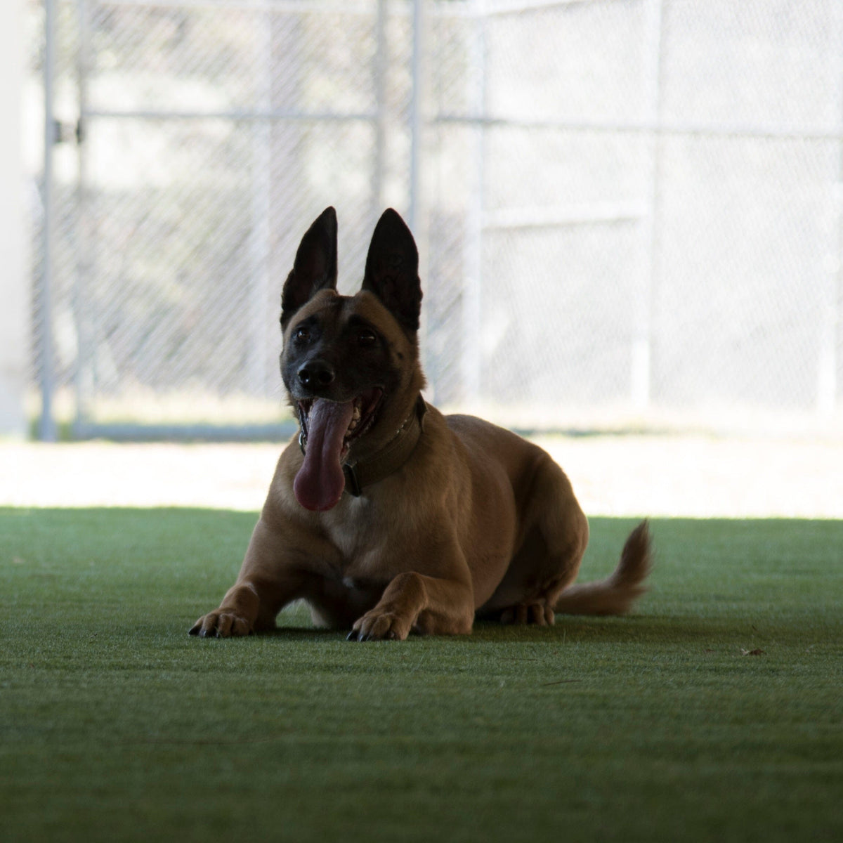 military-dog-commands-you-can-teach-your-dog-usamm