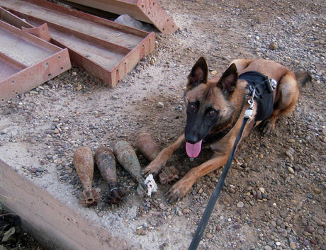 Military Dog Breeds
